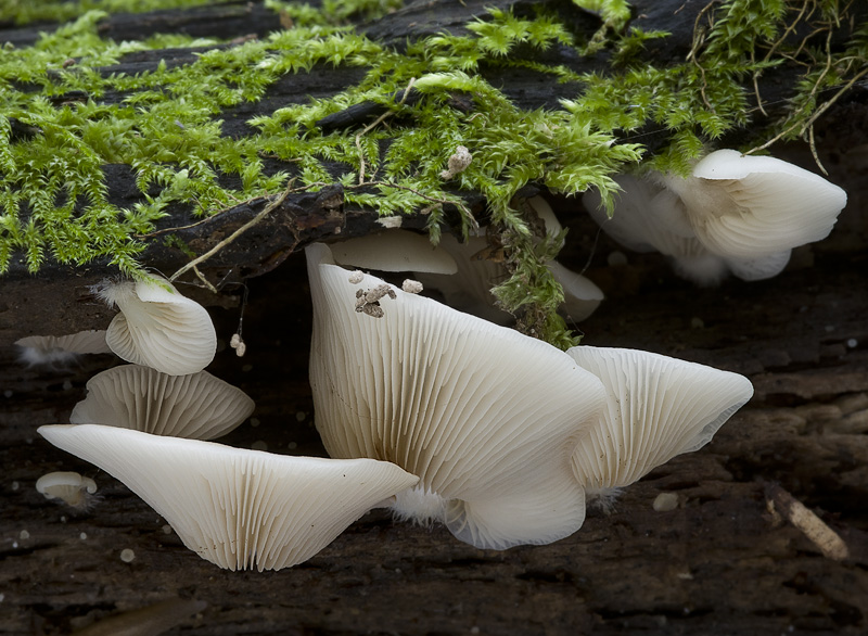 Crepidotus applanatus